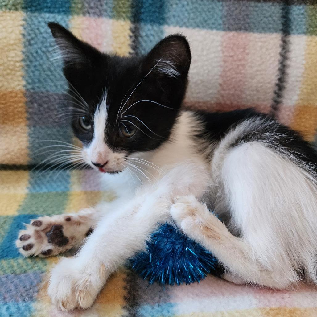 Enlarge PEPE, a Adoptable Domestic Short Hair in Graham, WA image 3/3