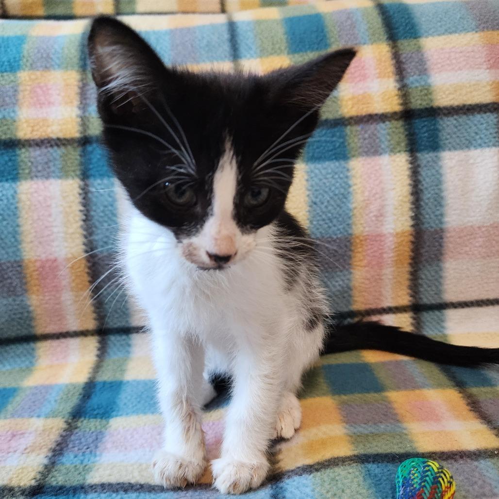 PEPE, Adoptable, Kitten Male Domestic Short Hair.