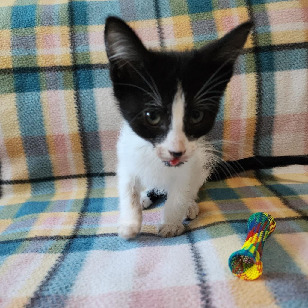 Enlarge PEPE, a Adoptable Domestic Short Hair in Graham, WA image 2/3