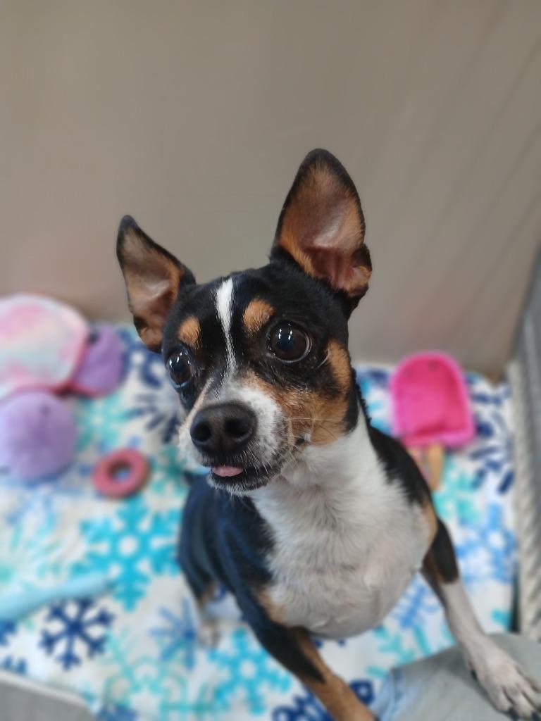 Oscar, a Adopted Chihuahua in Ladysmith, WI image 1/4