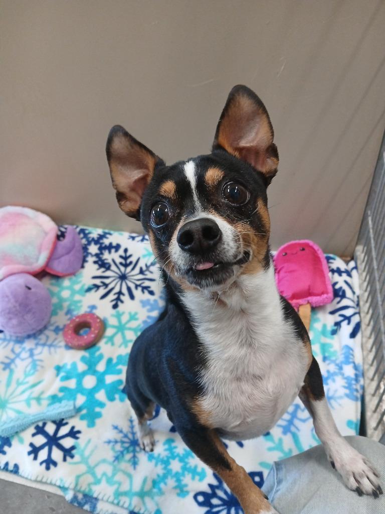 Oscar, a Adopted Chihuahua in Ladysmith, WI image 2/4