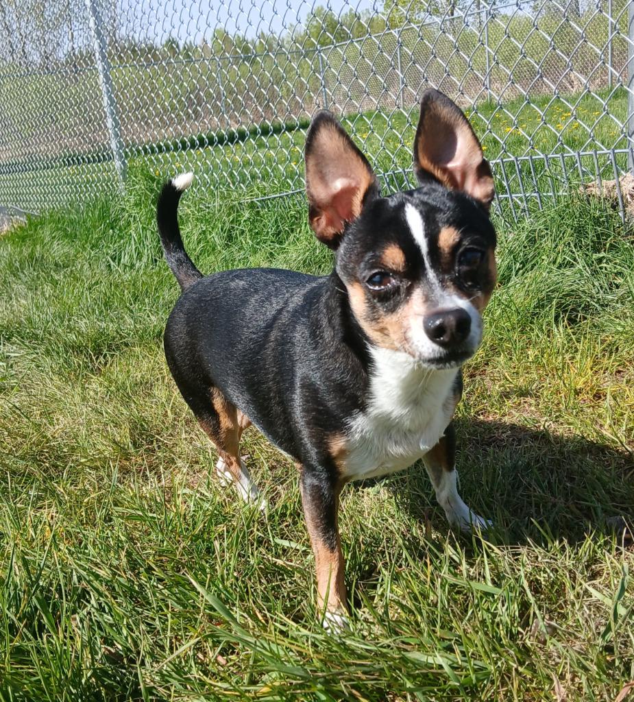 Oscar, a Adopted Chihuahua in Ladysmith, WI image 3/4