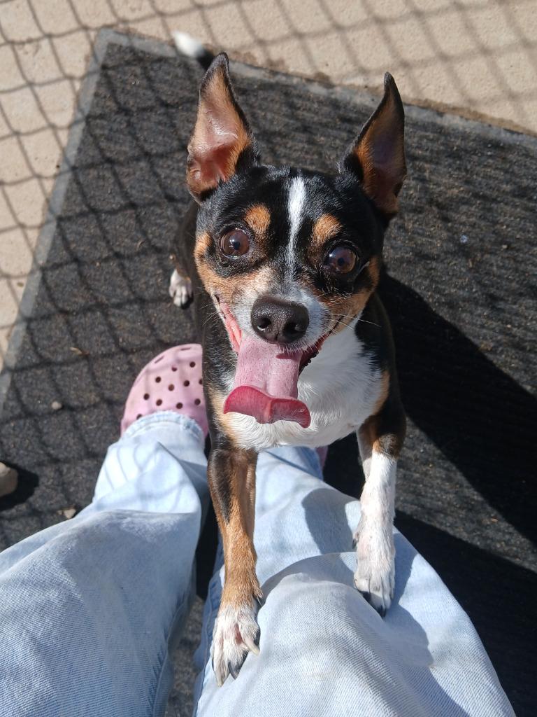 Oscar, a Adopted Chihuahua in Ladysmith, WI image 4/4