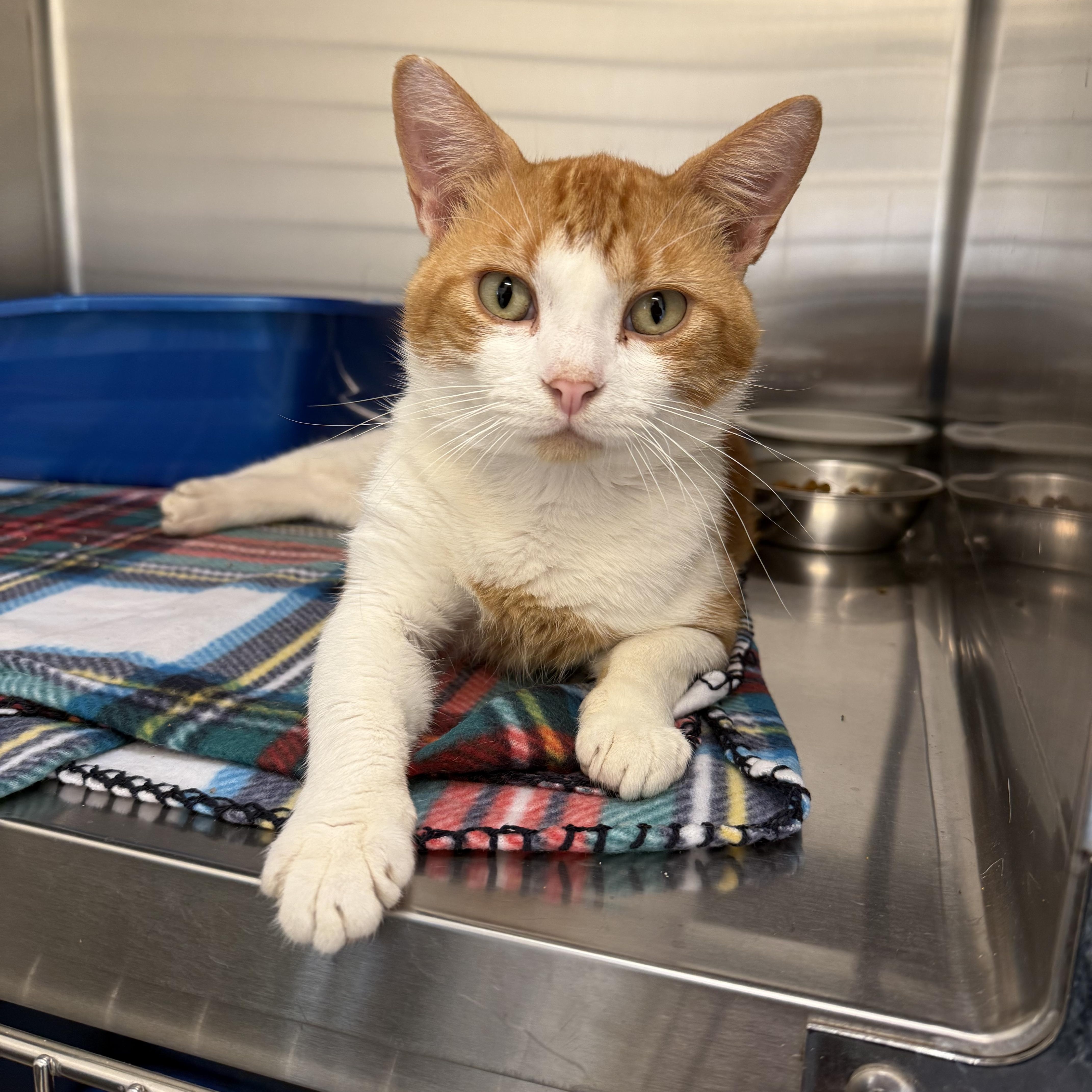 Fisher, an adoptable Domestic Short Hair in Kearney, NE, 68845 | Photo Image 1