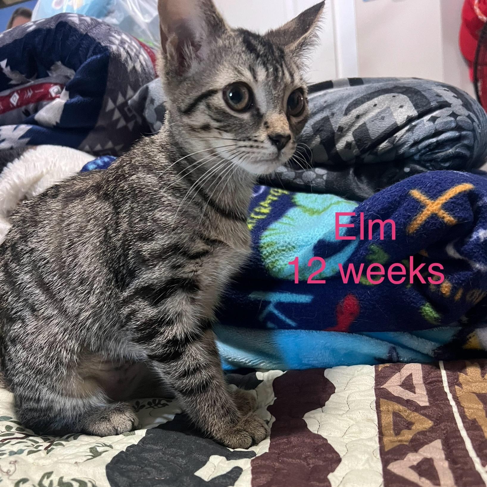 Elm, ADOPTABLE, Kitten Female Domestic Short Hair.