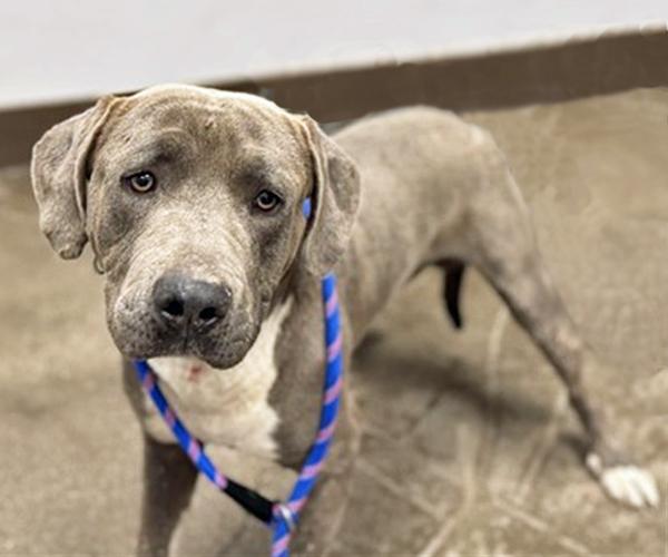 BLUE JAY* — thumbnail 2