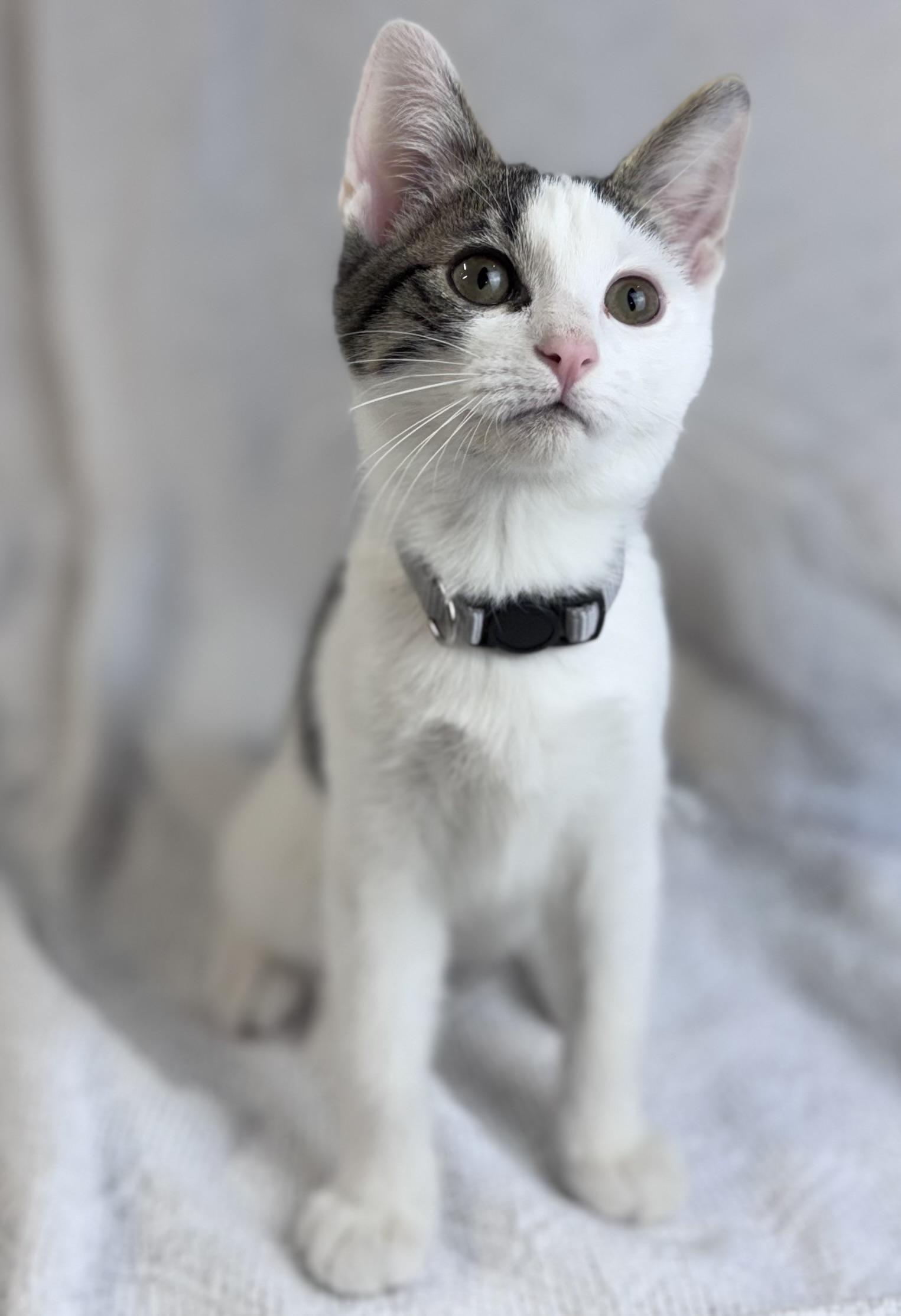 Charlie, Young Male American Shorthair