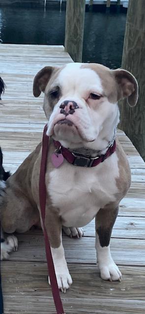 Molly!, Adult Female English Bulldog
