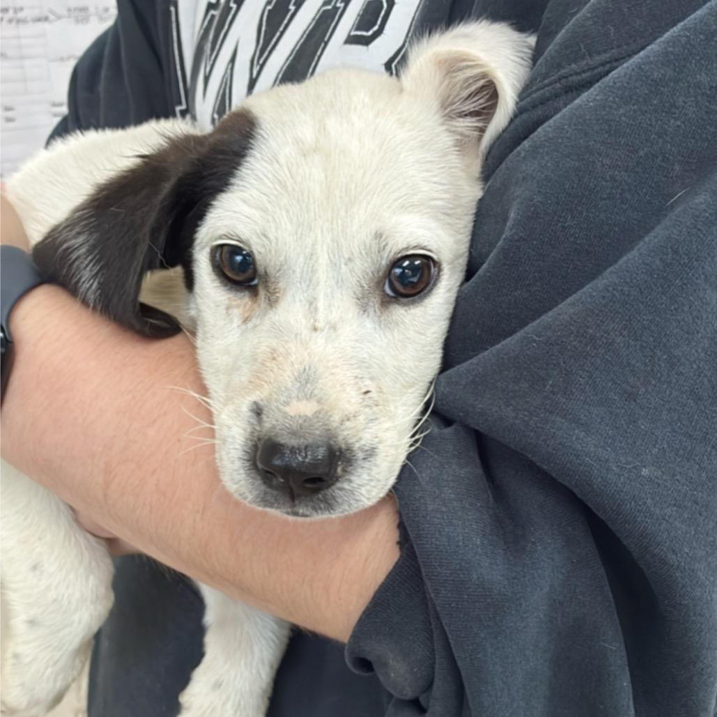 Enlarge Ravioli, a Adoptable mixed breed in Hattiesburg, MS image 1/1