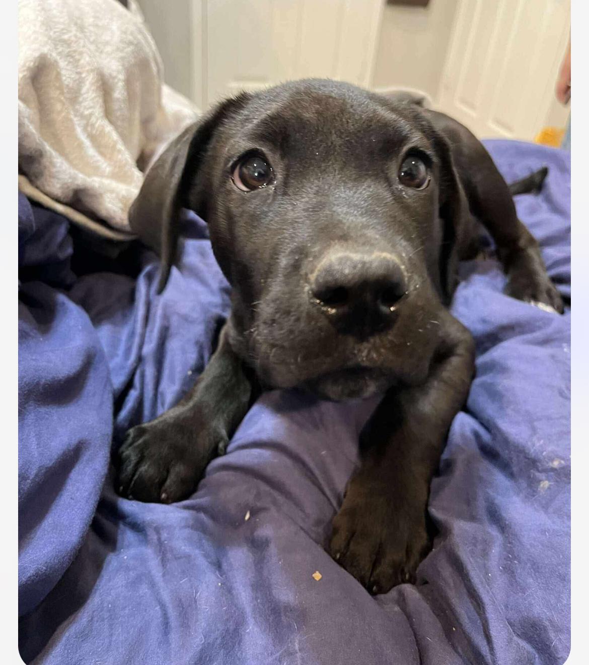 Enlarge Cheeto cs, a Adoptable mixed breed in Columbia, MD image 5/6