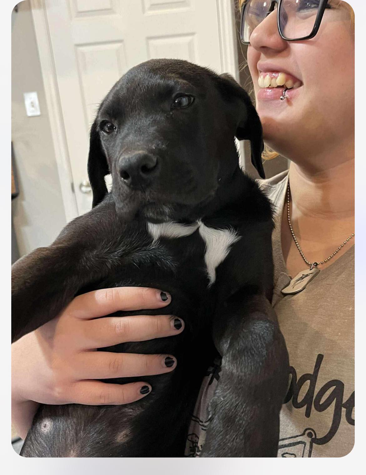 Enlarge Cheeto cs, a Adoptable mixed breed in Columbia, MD image 1/6