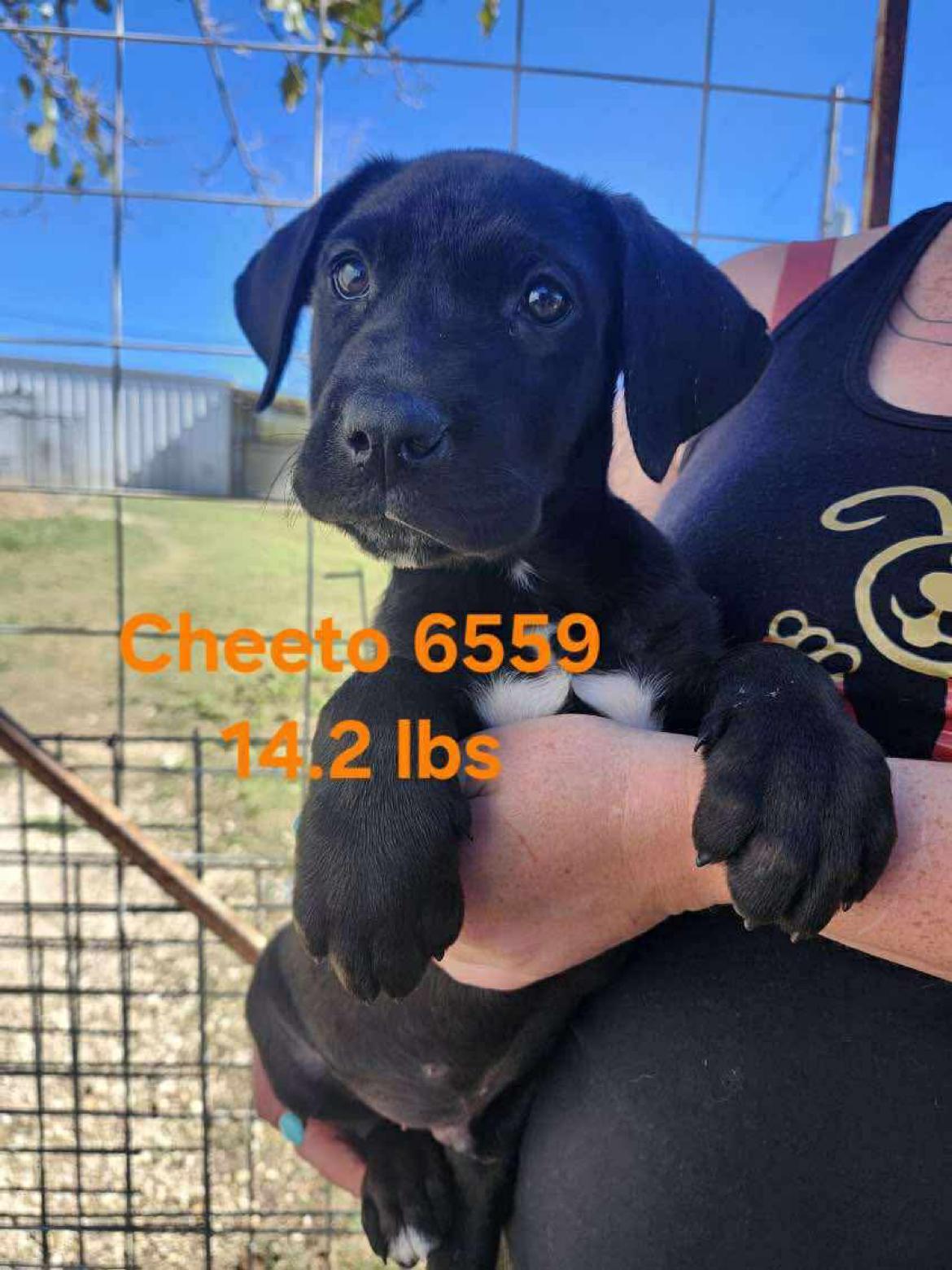 Enlarge Cheeto cs, a Adoptable mixed breed in Columbia, MD image 4/6