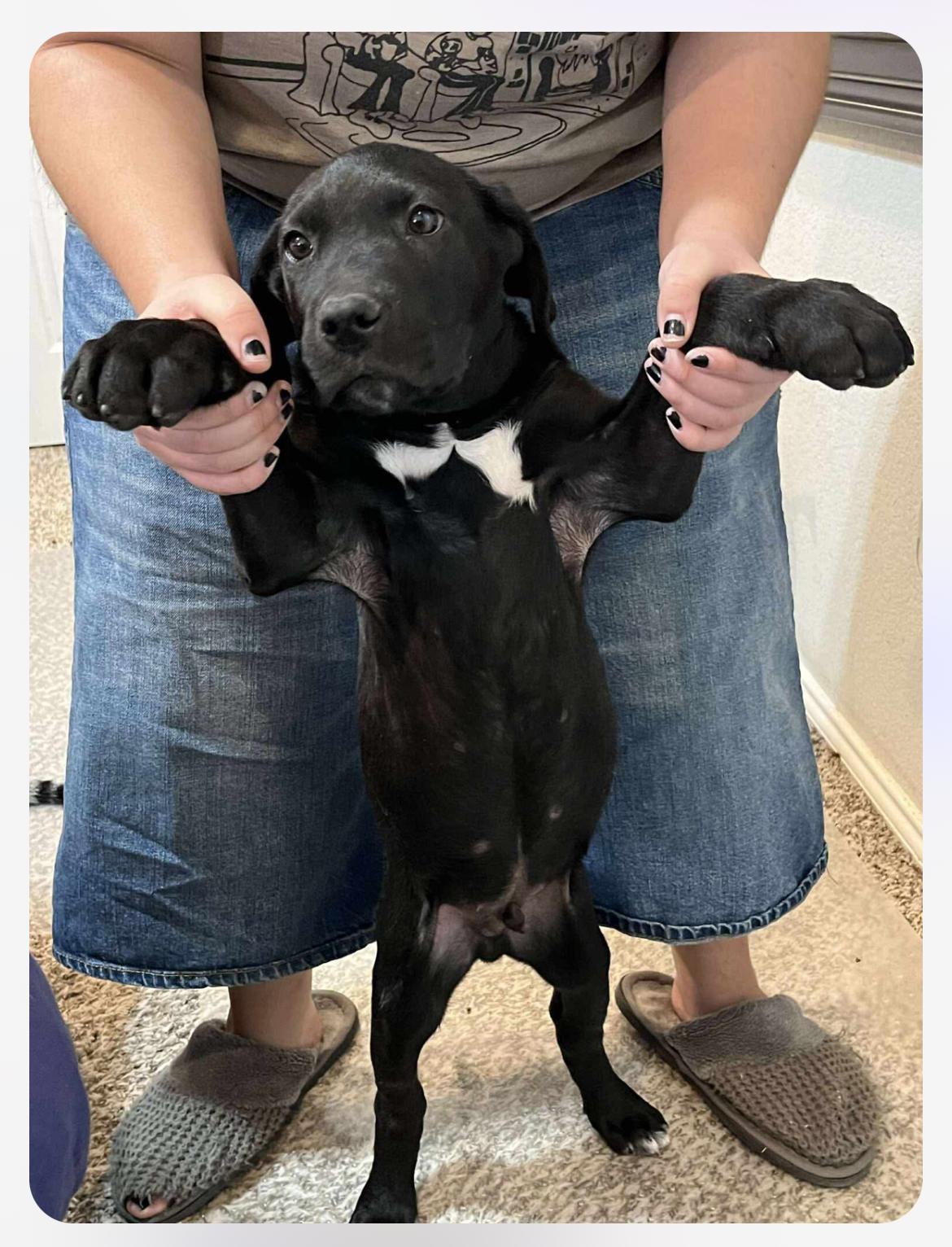 Enlarge Cheeto cs, a Adoptable mixed breed in Columbia, MD image 2/6