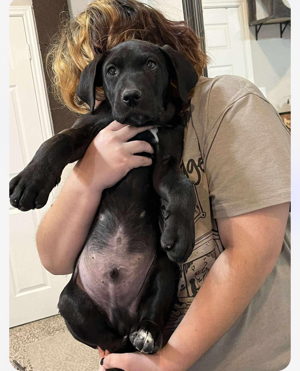 Enlarge Cheeto cs, a Adoptable mixed breed in Columbia, MD image 6/6