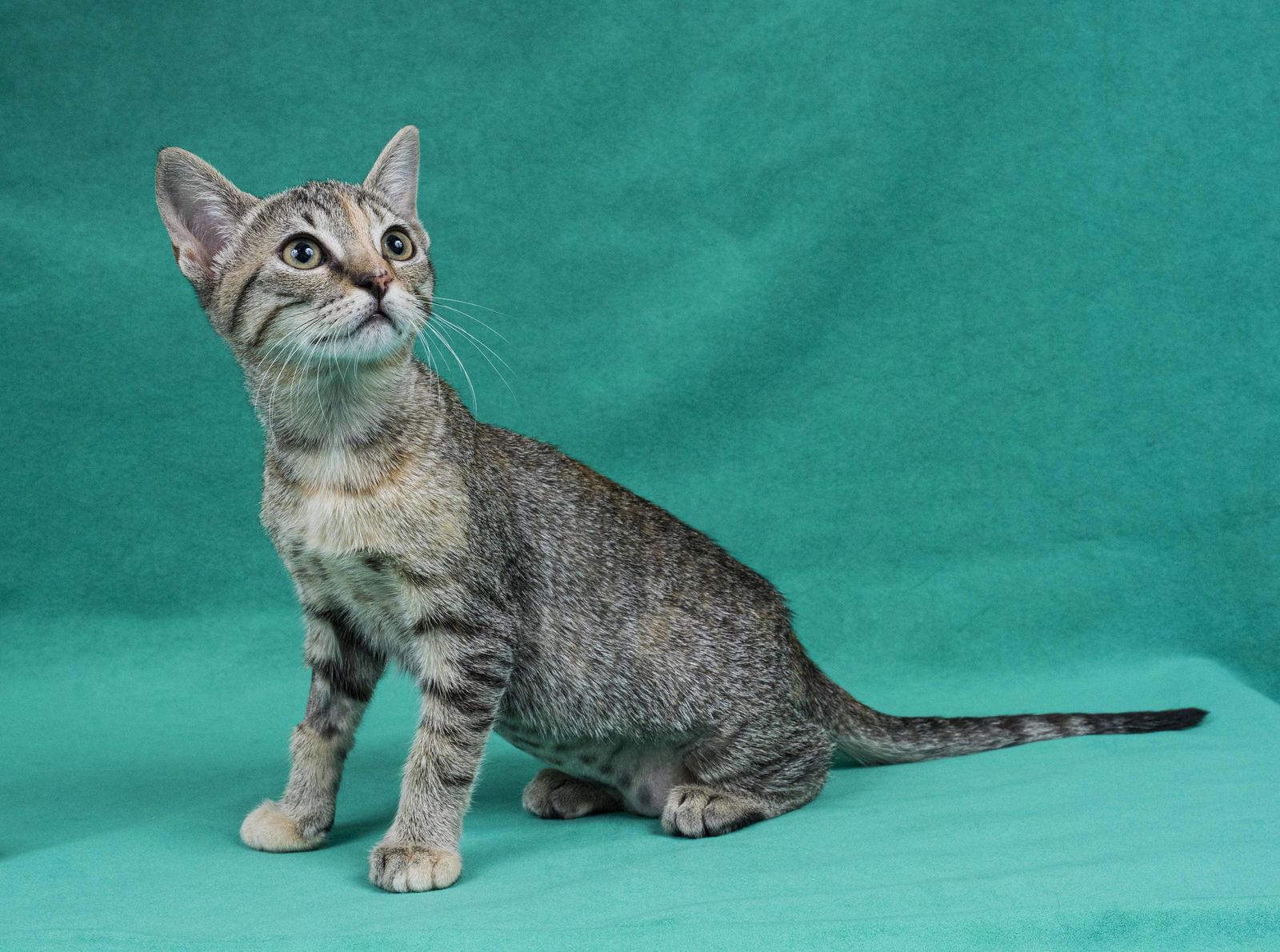 Enlarge Sophie, a Adoptable Domestic Short Hair in Davis, CA image 1/3