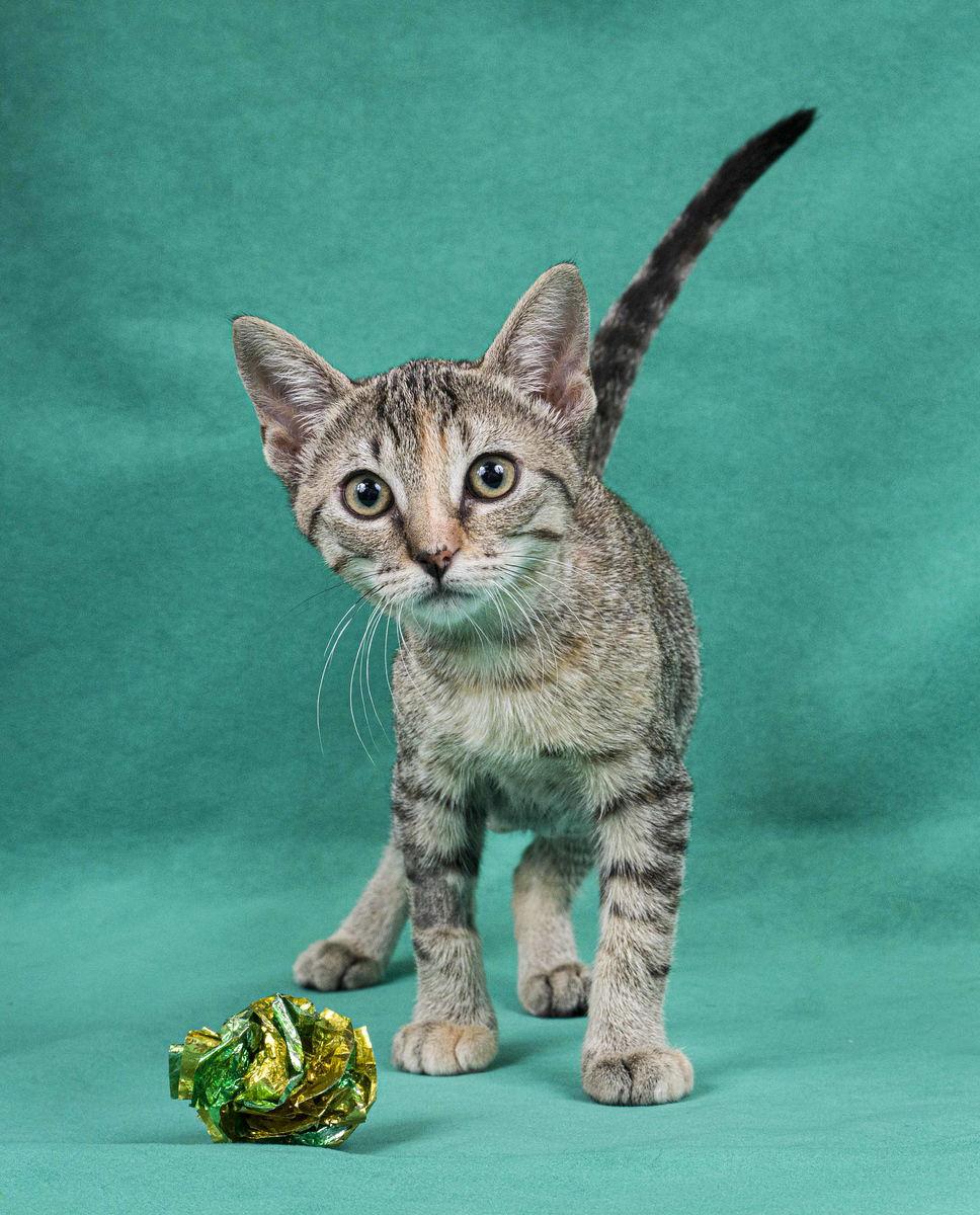 Enlarge Sophie, a Adoptable Domestic Short Hair in Davis, CA image 2/3