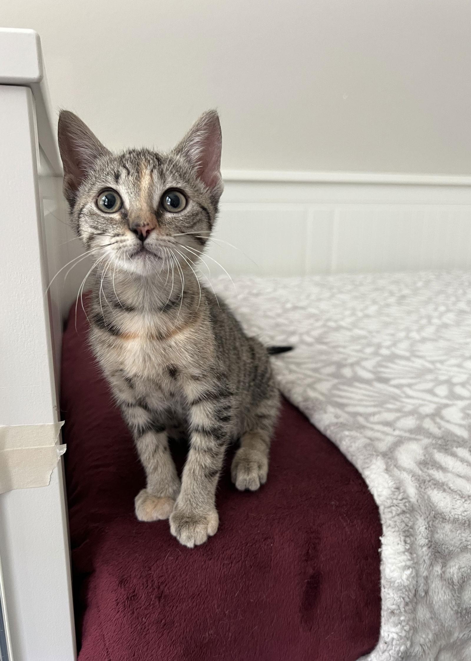 Enlarge Sophie, a Adoptable Domestic Short Hair in Davis, CA image 3/3