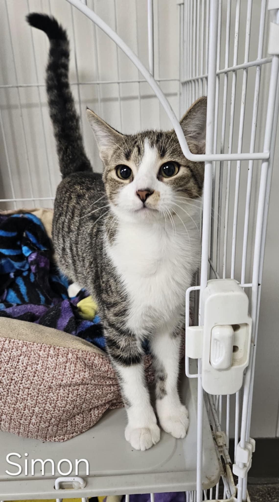 Simon