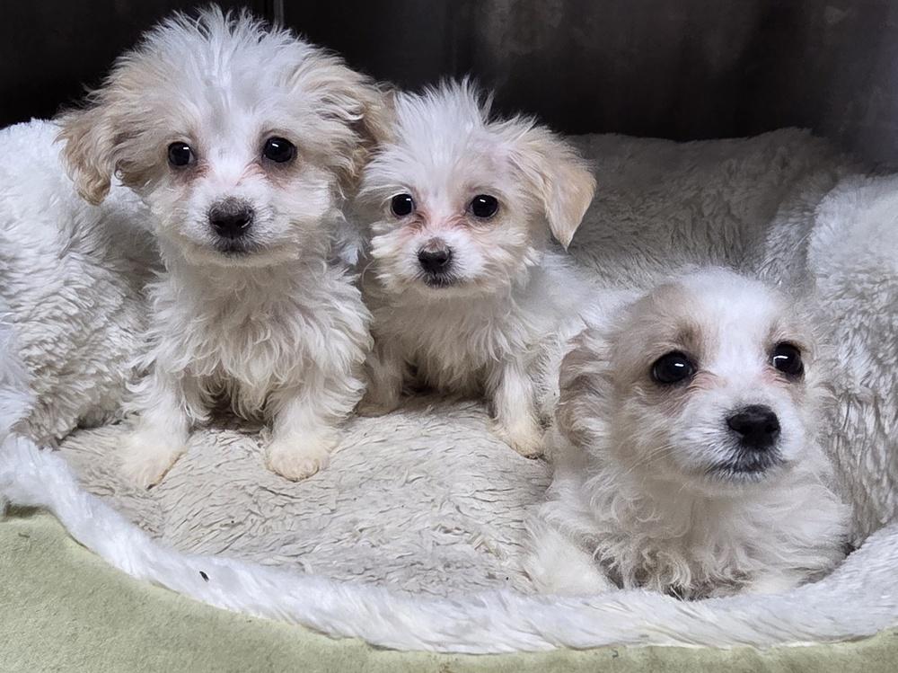 Enlarge Sprinkle Puff, a Adoptable mixed breed in Oakland, MI image 2/2