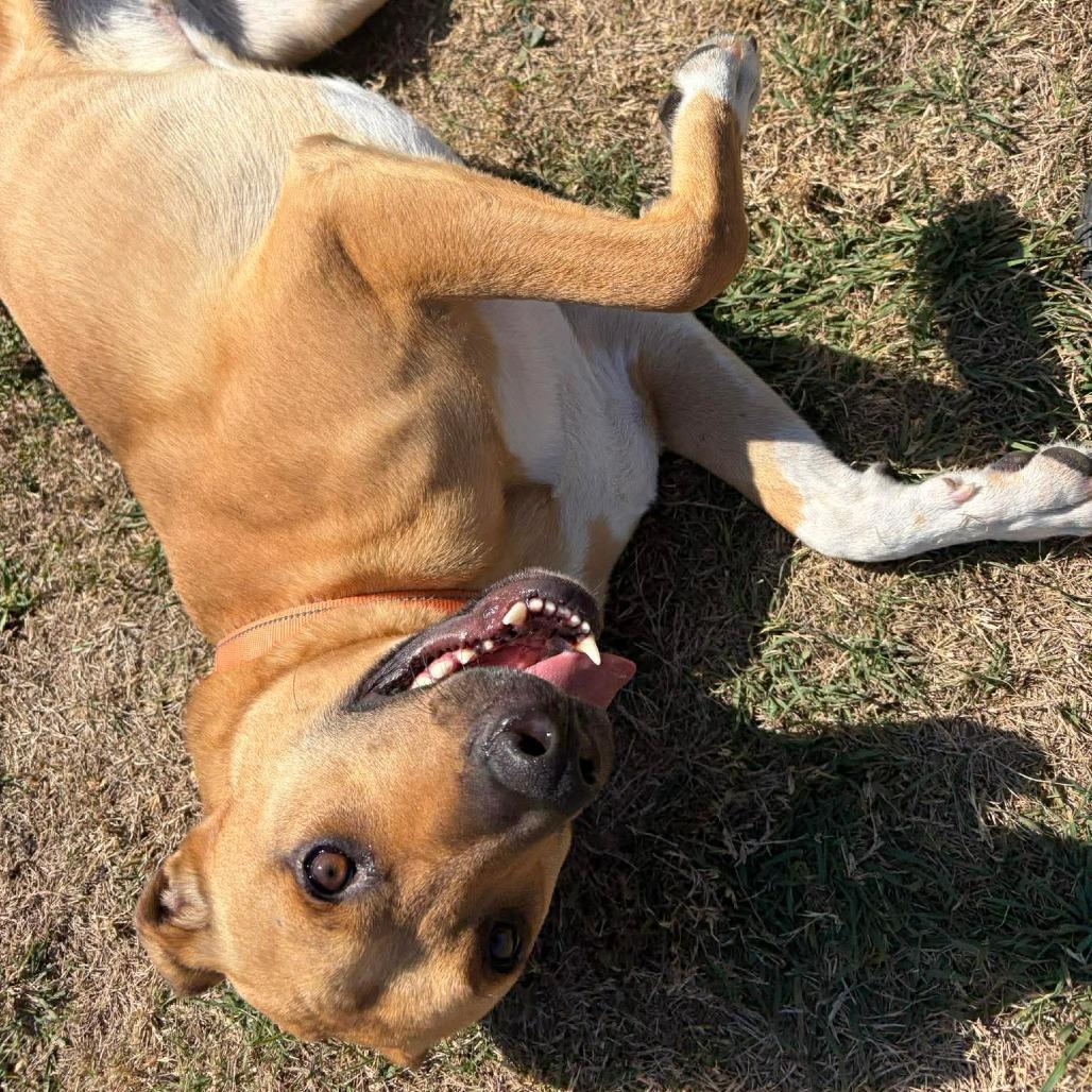 Rover — thumbnail 3