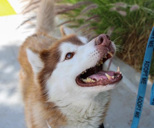 REESE, Adoptable, Adult Male Siberian Husky.