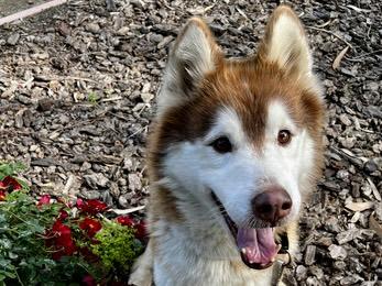REESE, Adoptable, Adult Male Siberian Husky.