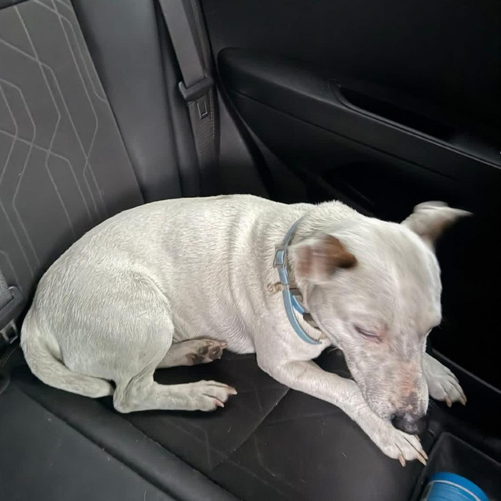 Spud, Adoptable, Adult Male Bull Terrier & Mixed Breed.