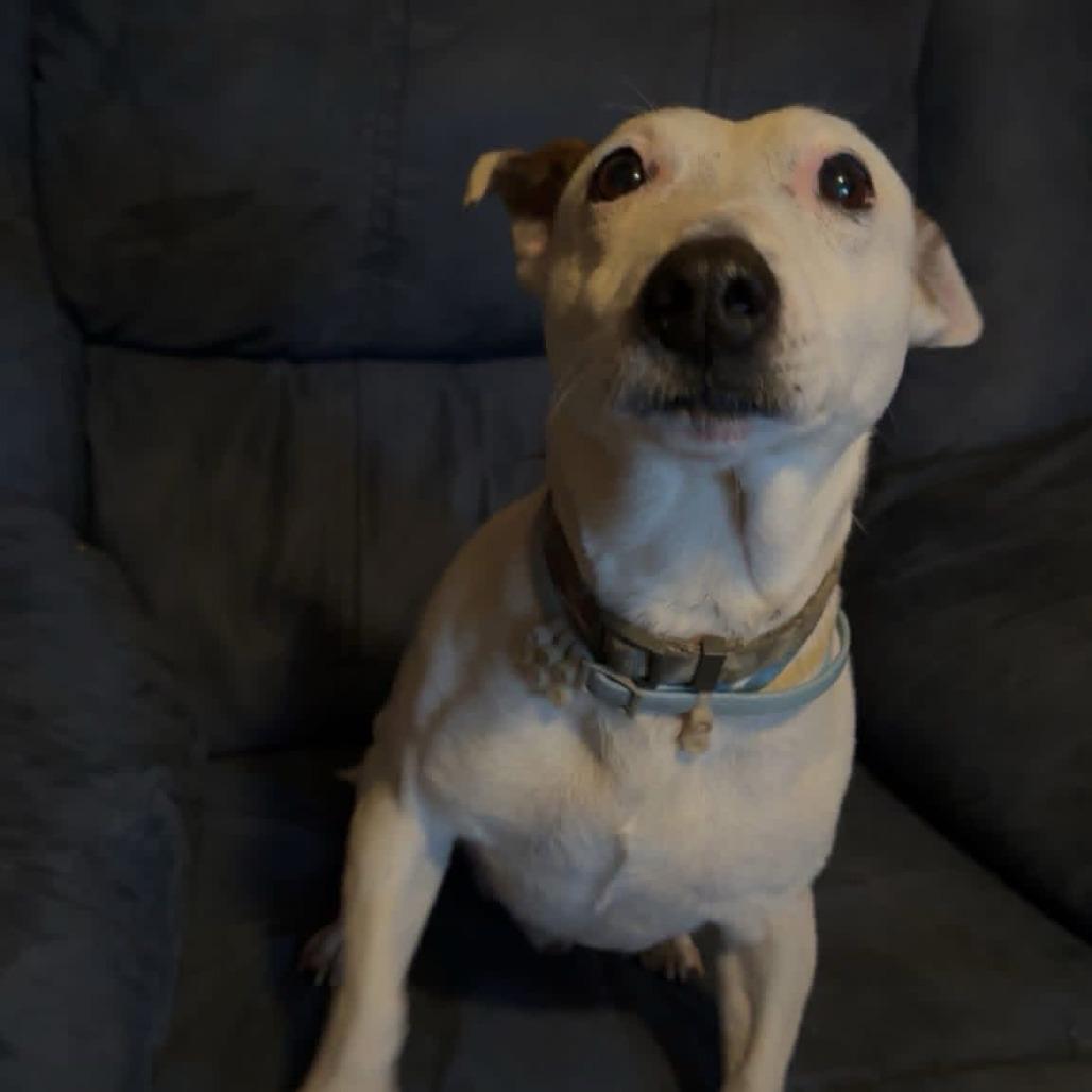 Enlarge Spud, a Adoptable mixed breed in Sylvania, GA image 2/2