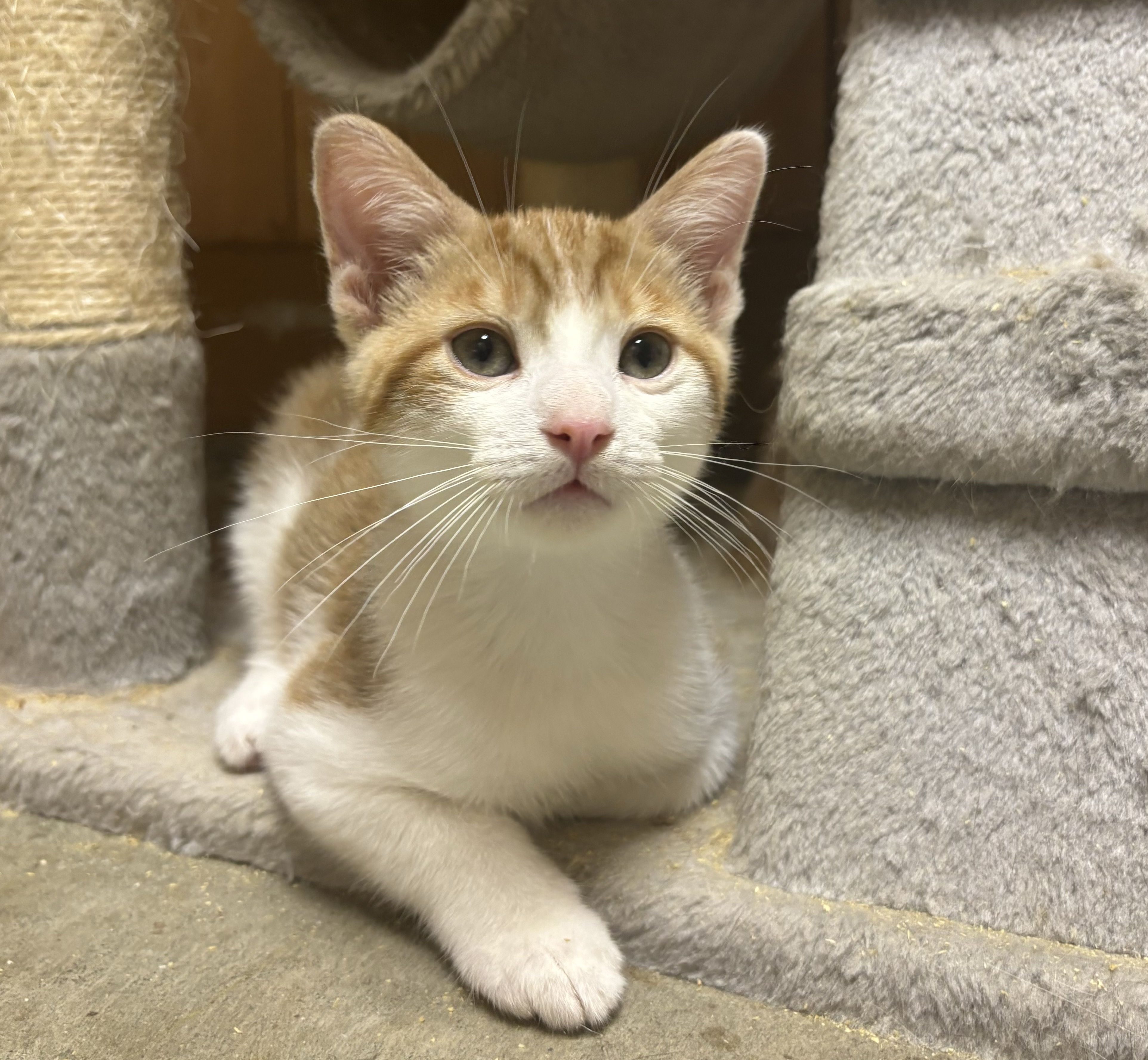 Jack (Blue Cheese Litter), a Adoptable Tabby in Newton, IL image 1/2