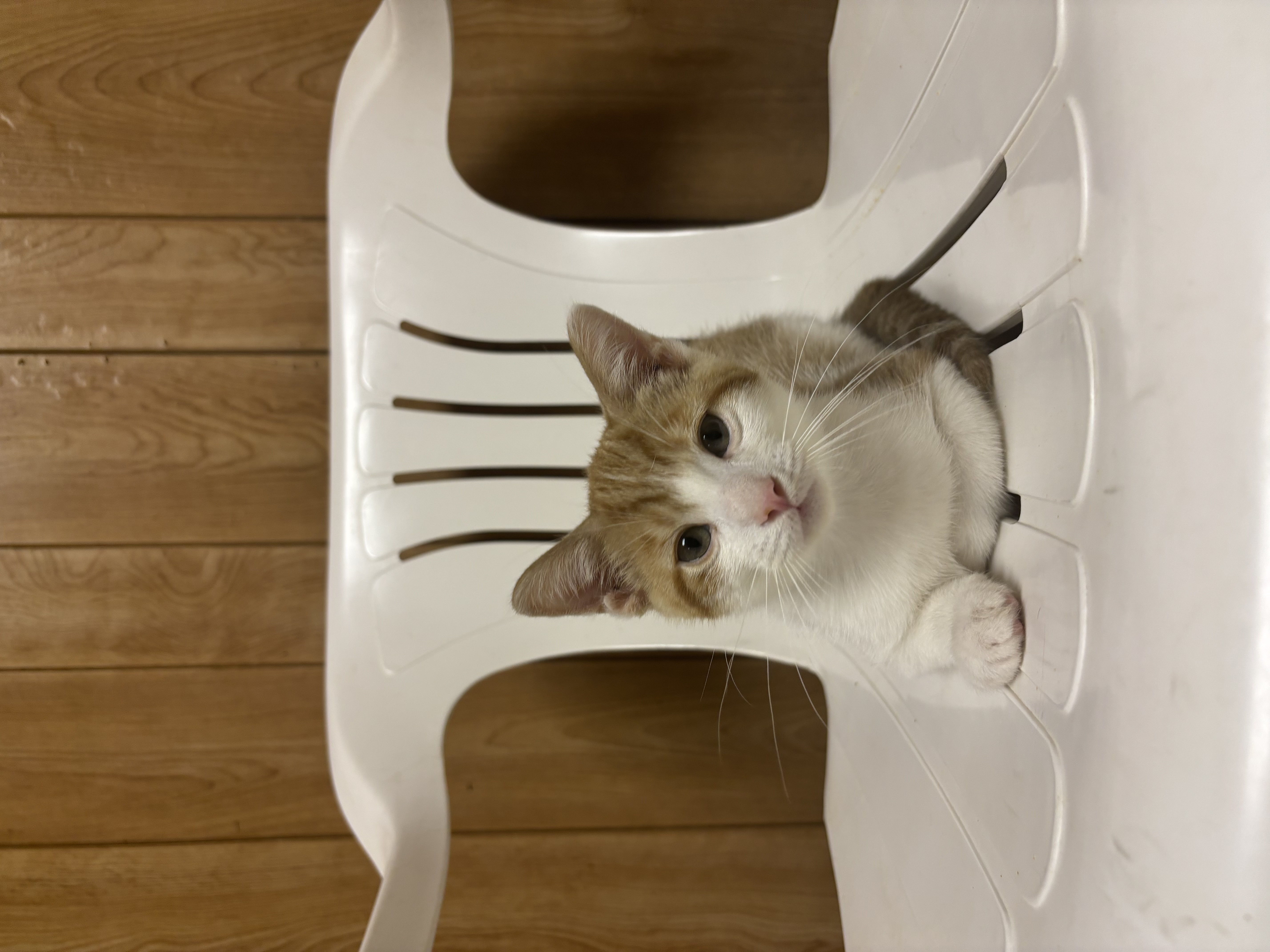 Jack (Blue Cheese Litter)