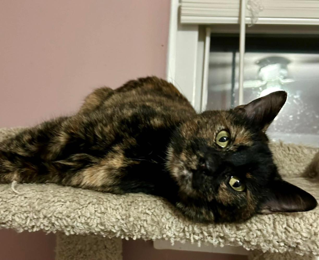 Enlarge Tortilla, a ADOPTABLE Tortoiseshell in Cincinnati, OH image 2/3