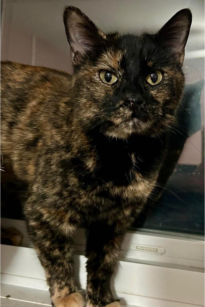 Enlarge Tortilla, a ADOPTABLE Tortoiseshell in Cincinnati, OH image 3/3