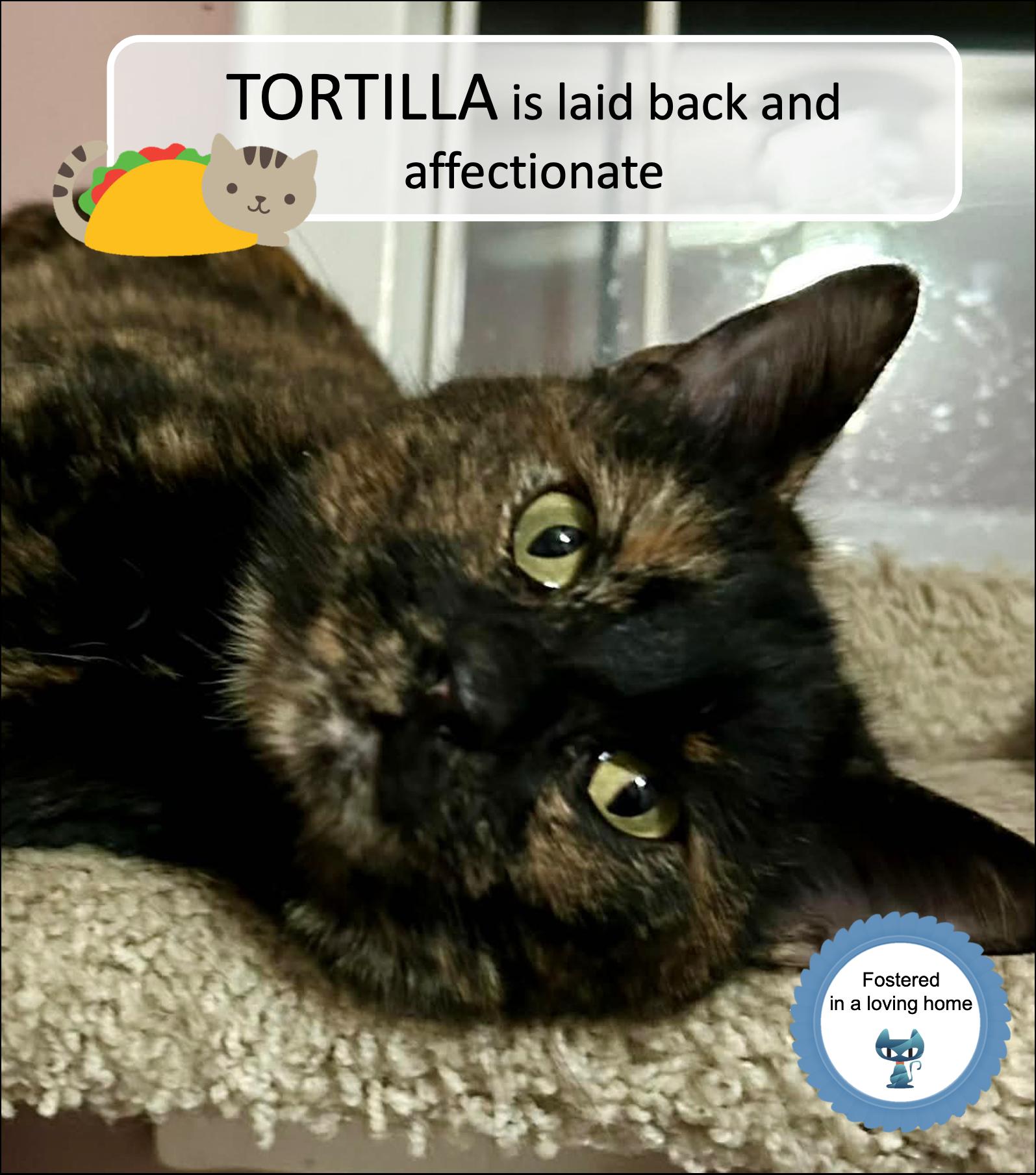 Enlarge Tortilla, a ADOPTABLE Tortoiseshell in Cincinnati, OH image 1/3