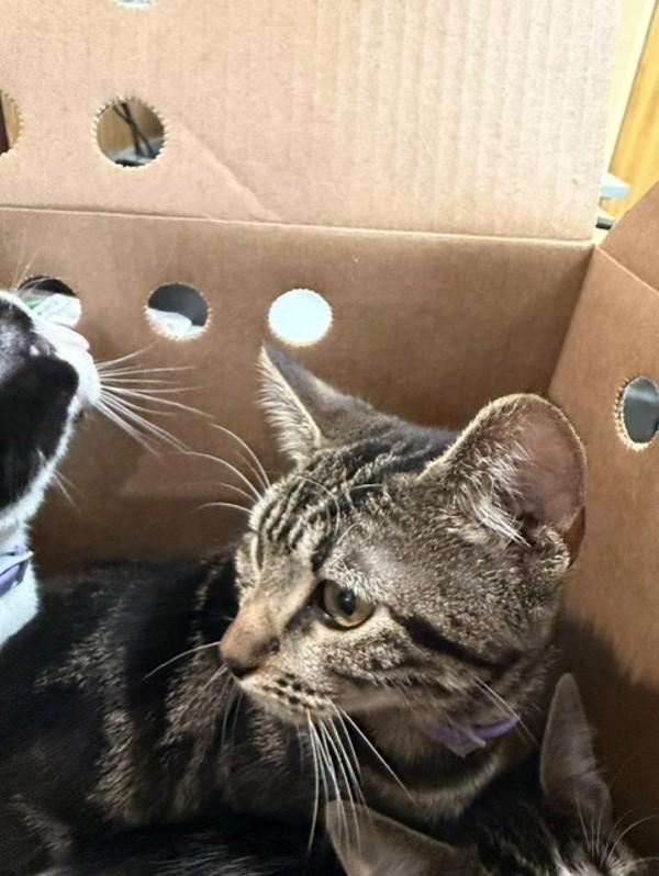 Cookie, Adoptable, Kitten Female Domestic Short Hair.