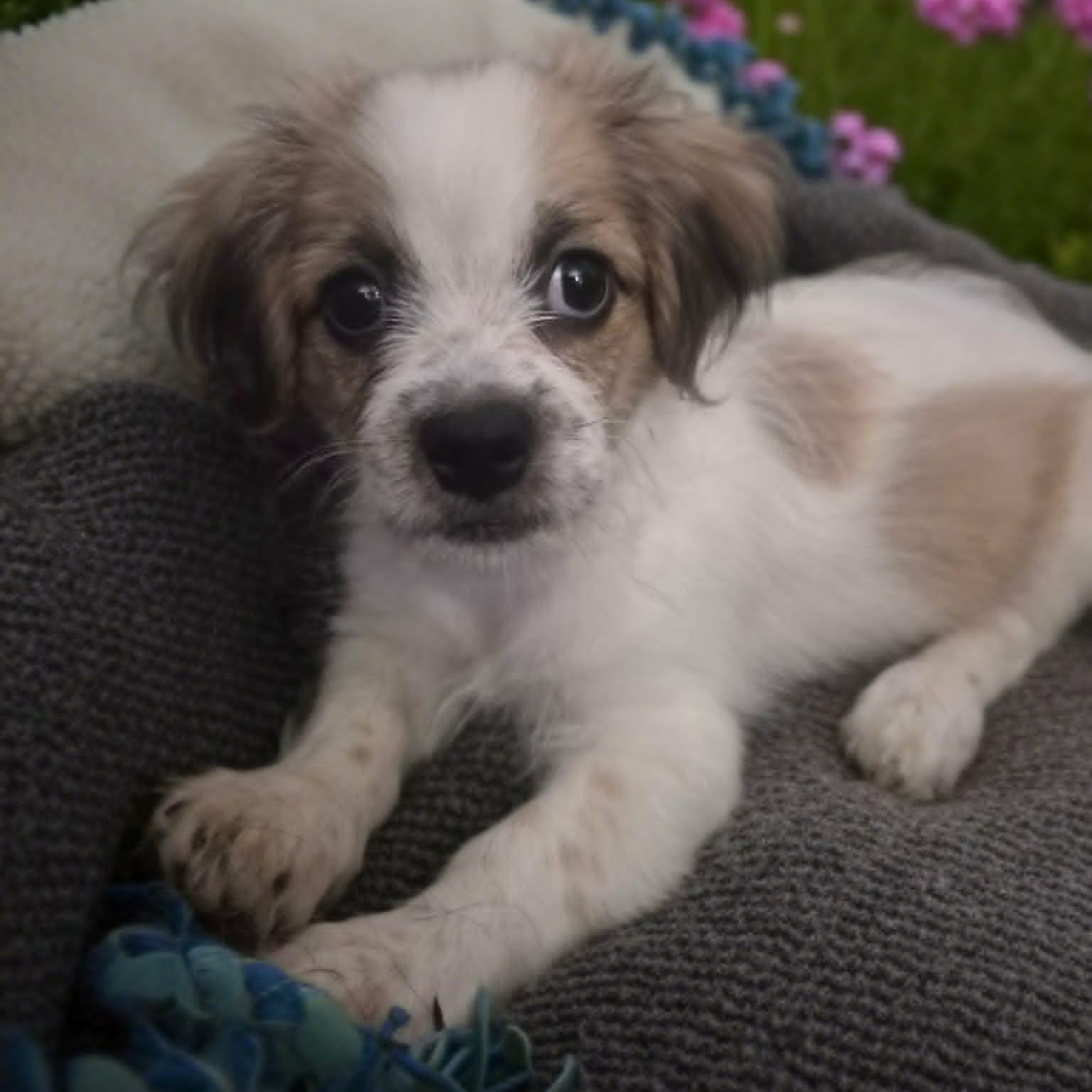 Groucho, an adopted mixed breed in Antioch, CA image 1/2
