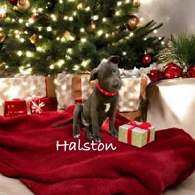 Halston, an adopted mixed breed in Hatfield, PA image 3/6