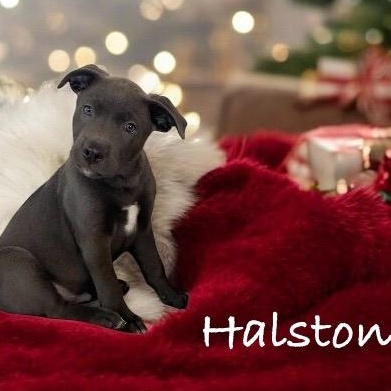 Halston, an adopted mixed breed in Hatfield, PA image 5/6