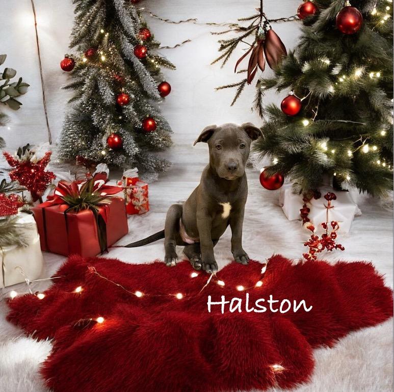 Halston, an adopted mixed breed in Hatfield, PA image 4/6