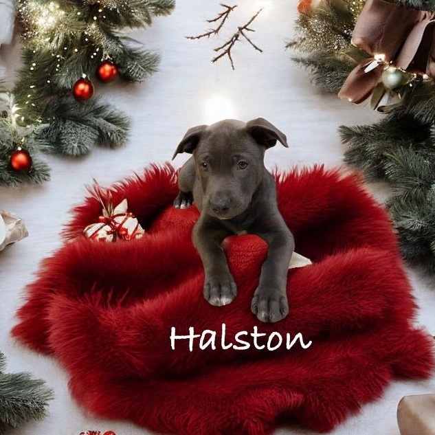 Halston, an adopted mixed breed in Hatfield, PA image 2/6