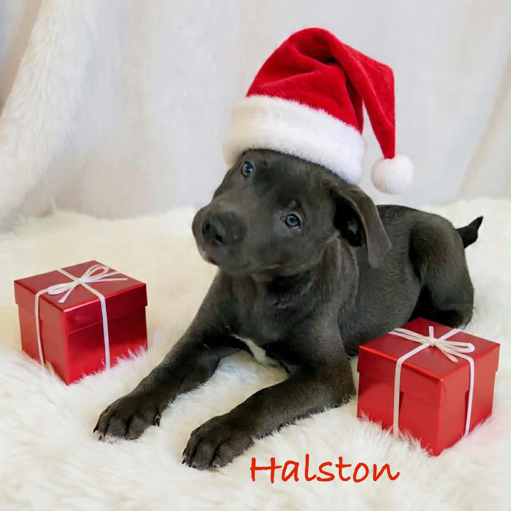 Halston, an adopted mixed breed in Hatfield, PA image 6/6
