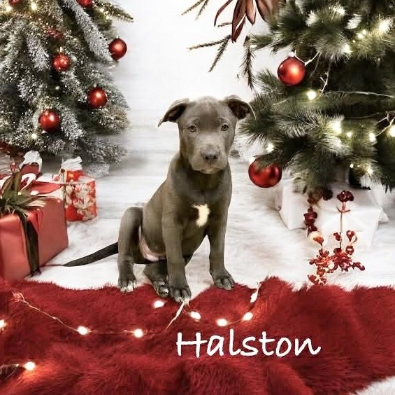 Halston, Adoptable, Puppy Male Labrador Retriever & Australian Cattle Dog / Blue Heeler.
