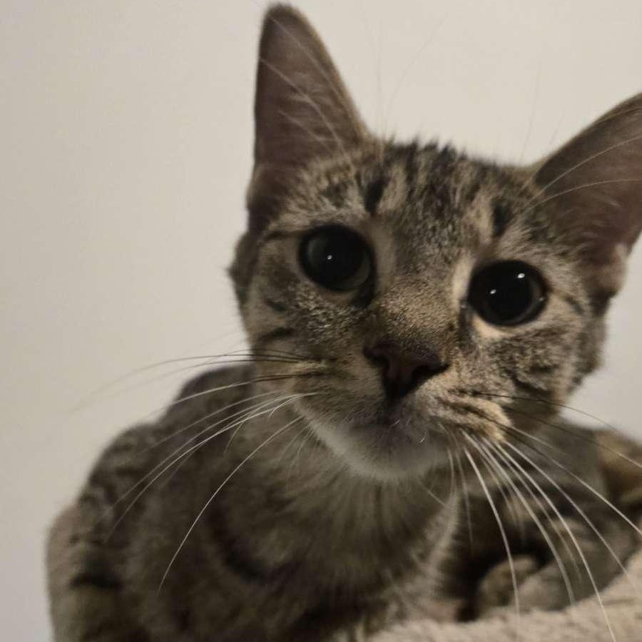 Navi, ADOPTABLE, Young Female Domestic Short Hair.