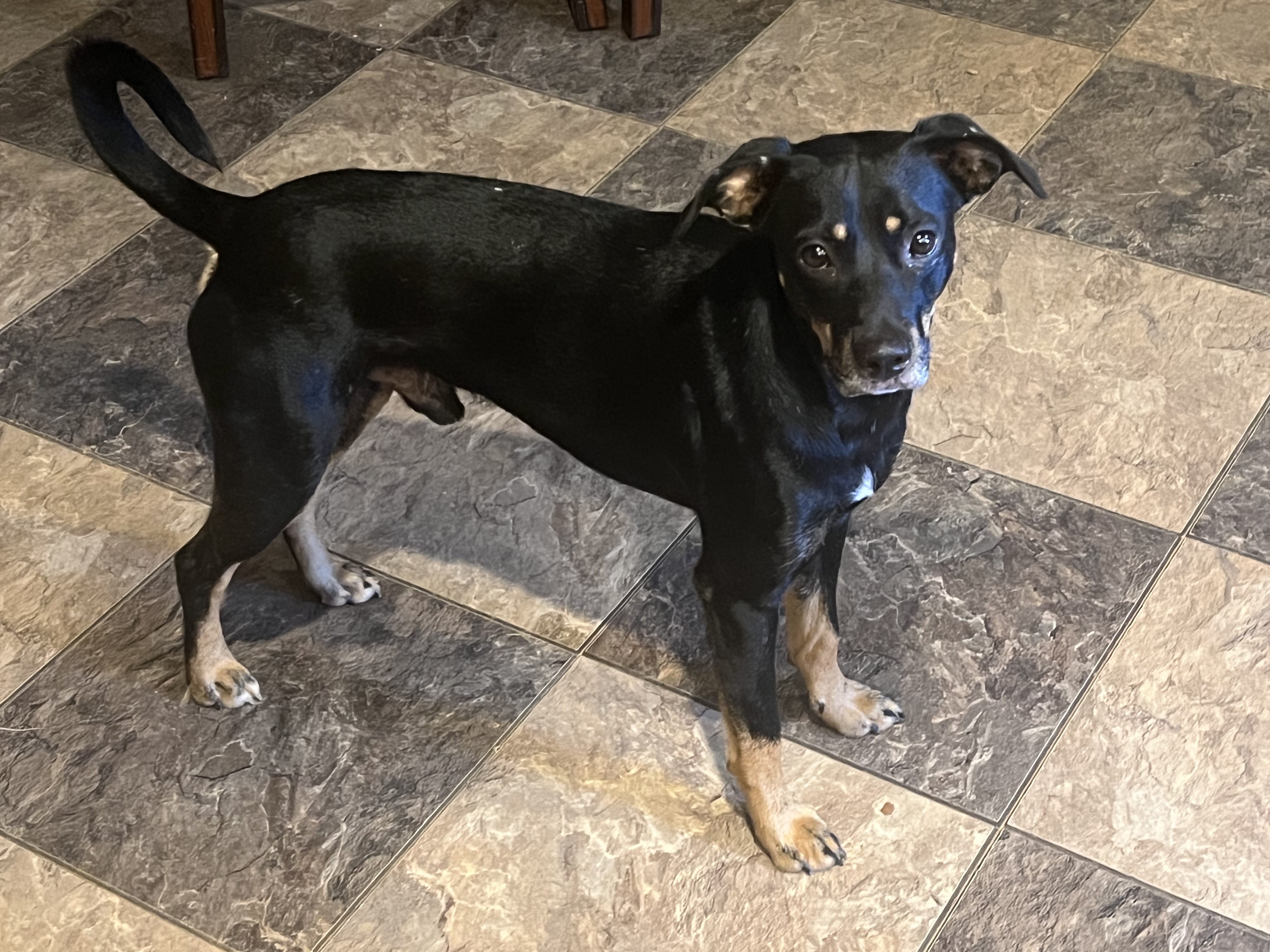 JASPER, Adoptable, Adult Male Feist & Boxer.