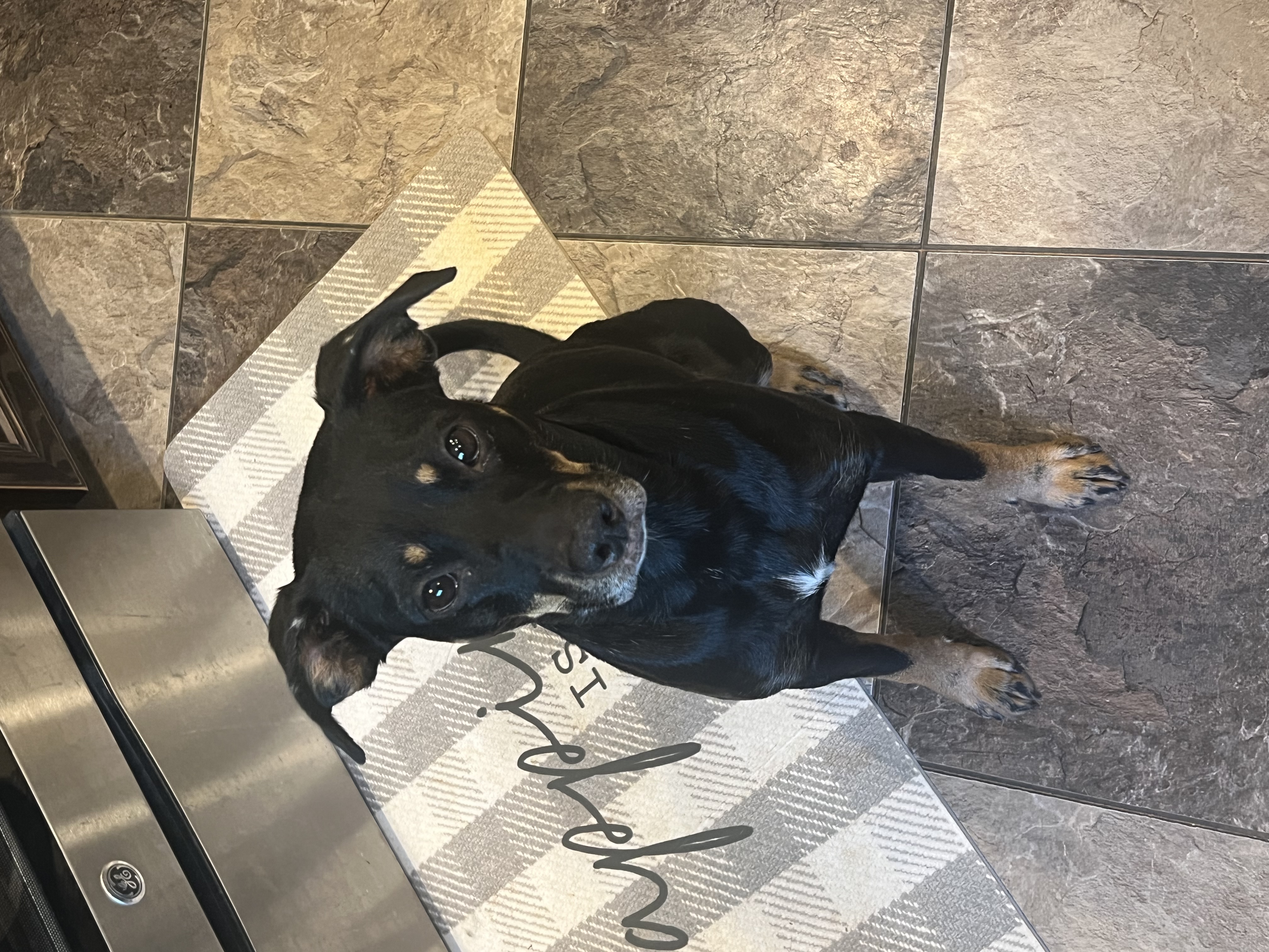 JASPER, a Adoptable mixed breed in Fosters, AL image 2/2