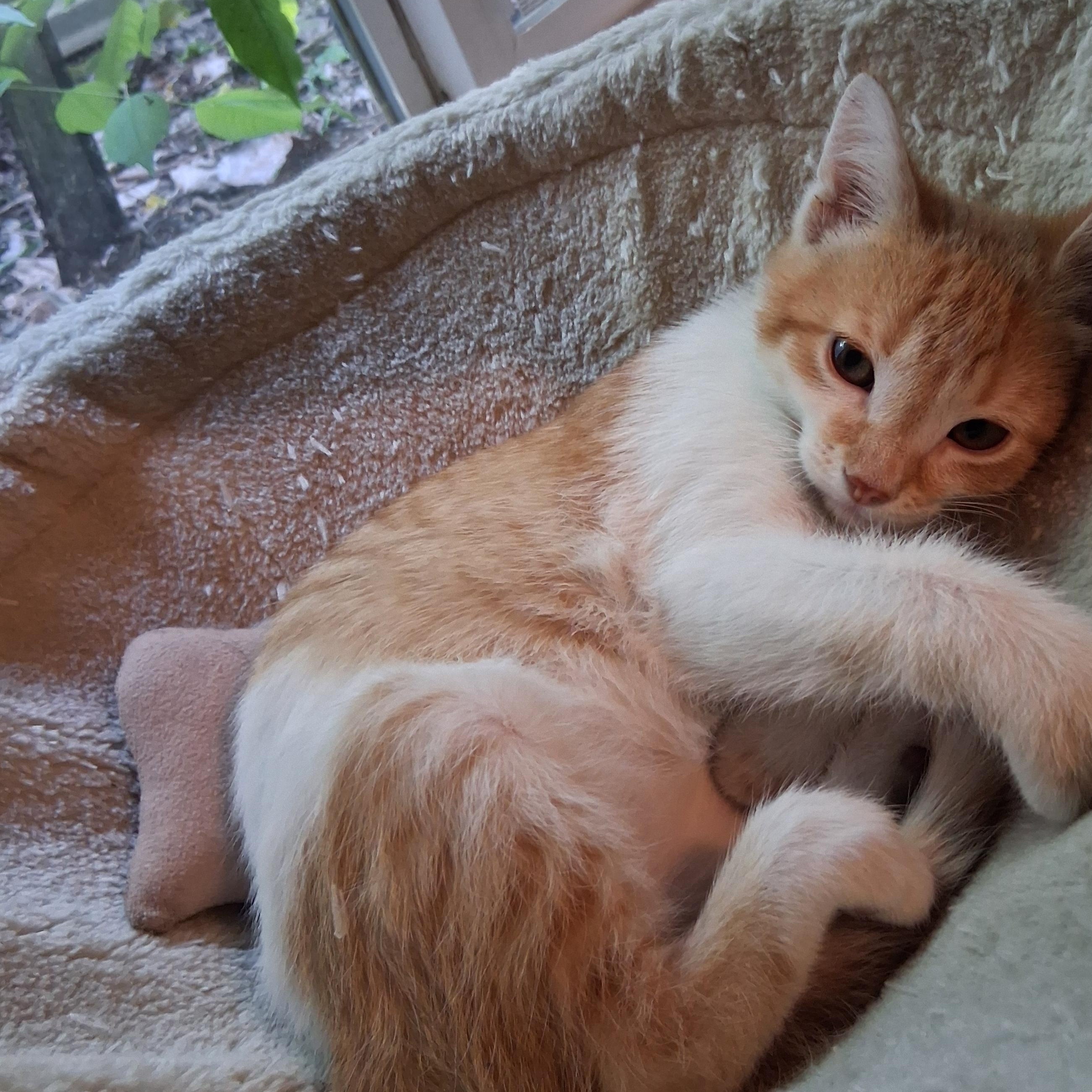 Enlarge Butter Cup - sweetest snuggle love bug, an adoptable mixed breed in Macomb, MI image 1/1