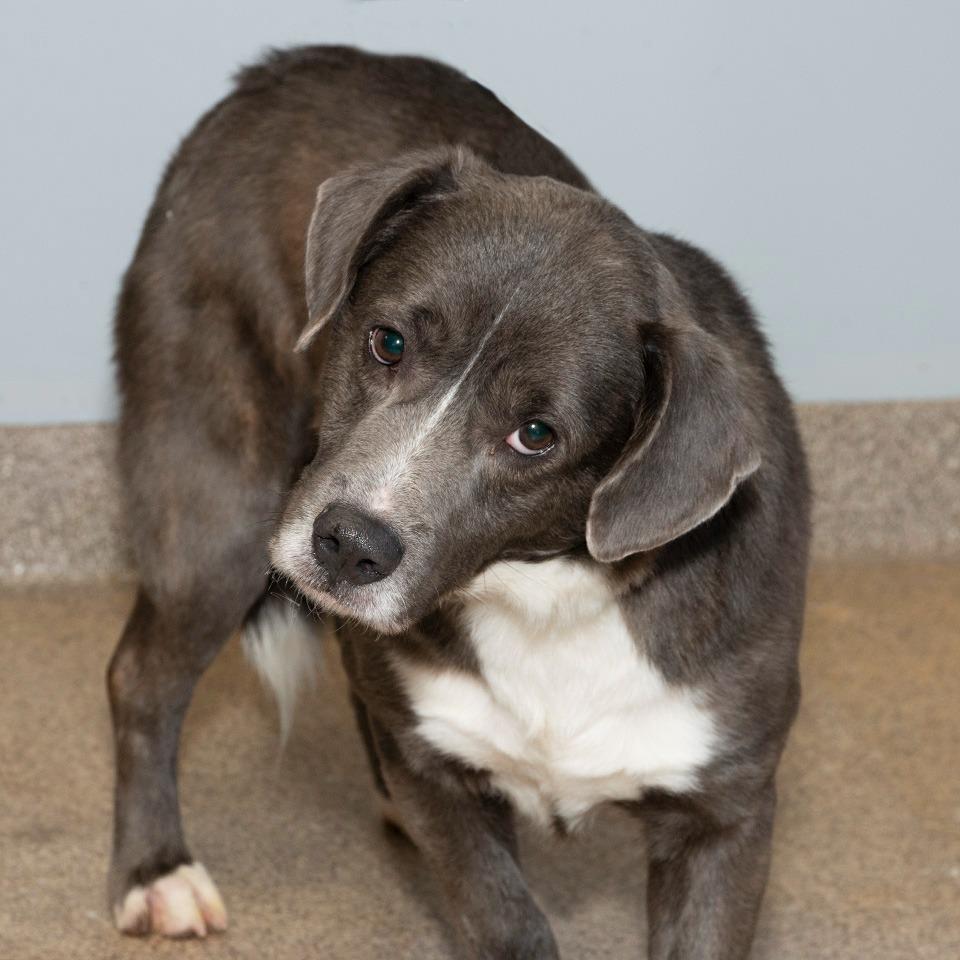 Bruno, Adoptable, Adult Male Mixed Breed.