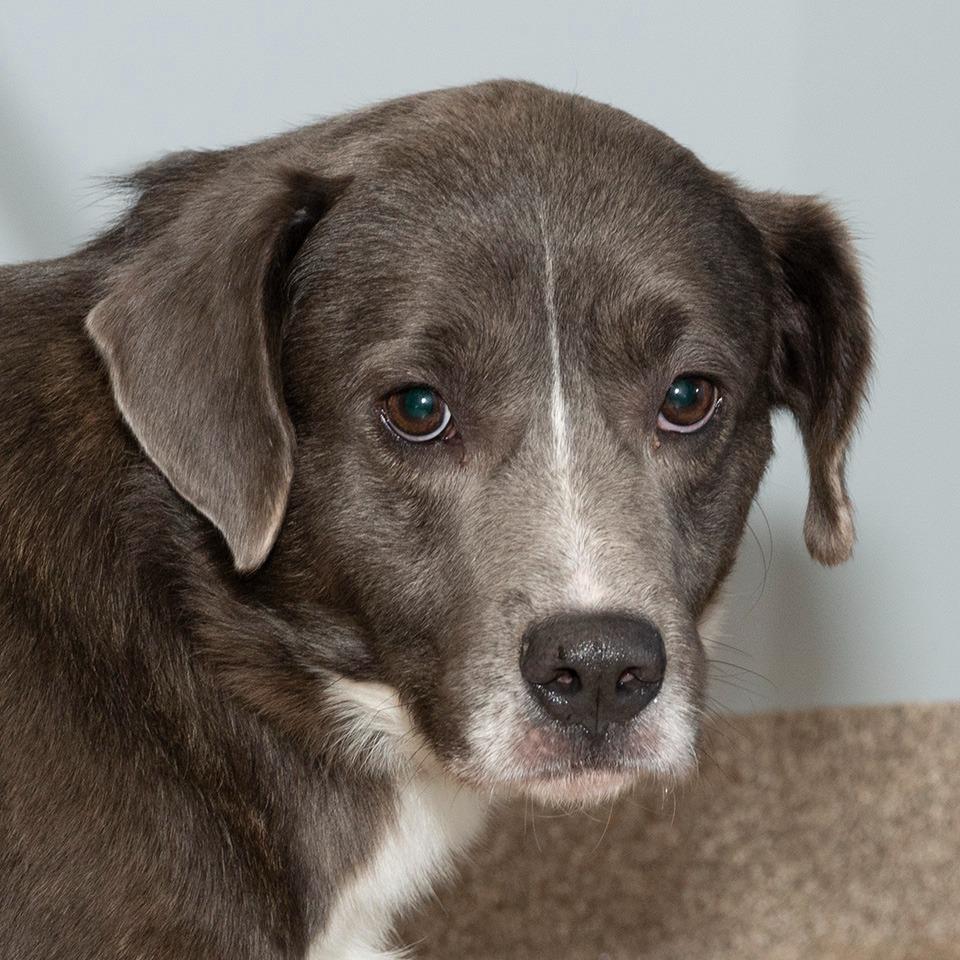 Enlarge Bruno, a Adoptable mixed breed in Troy, OH image 2/3