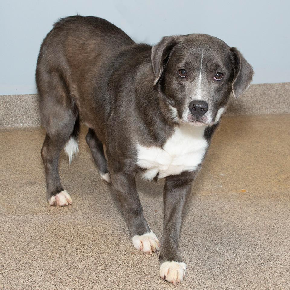 Enlarge Bruno, a Adoptable mixed breed in Troy, OH image 3/3