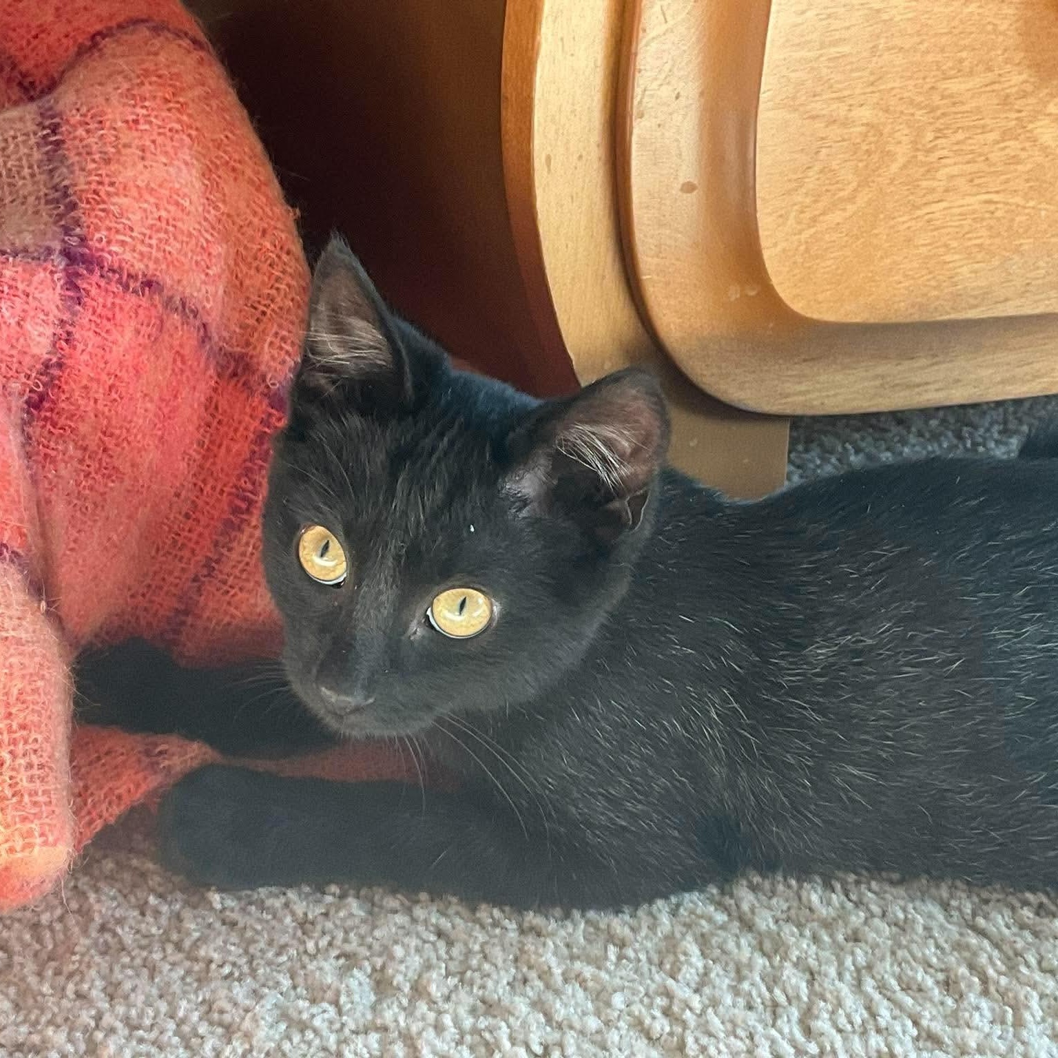 Enlarge EVERLY, a Adoptable Domestic Short Hair in Campbell River, BC image 1/6