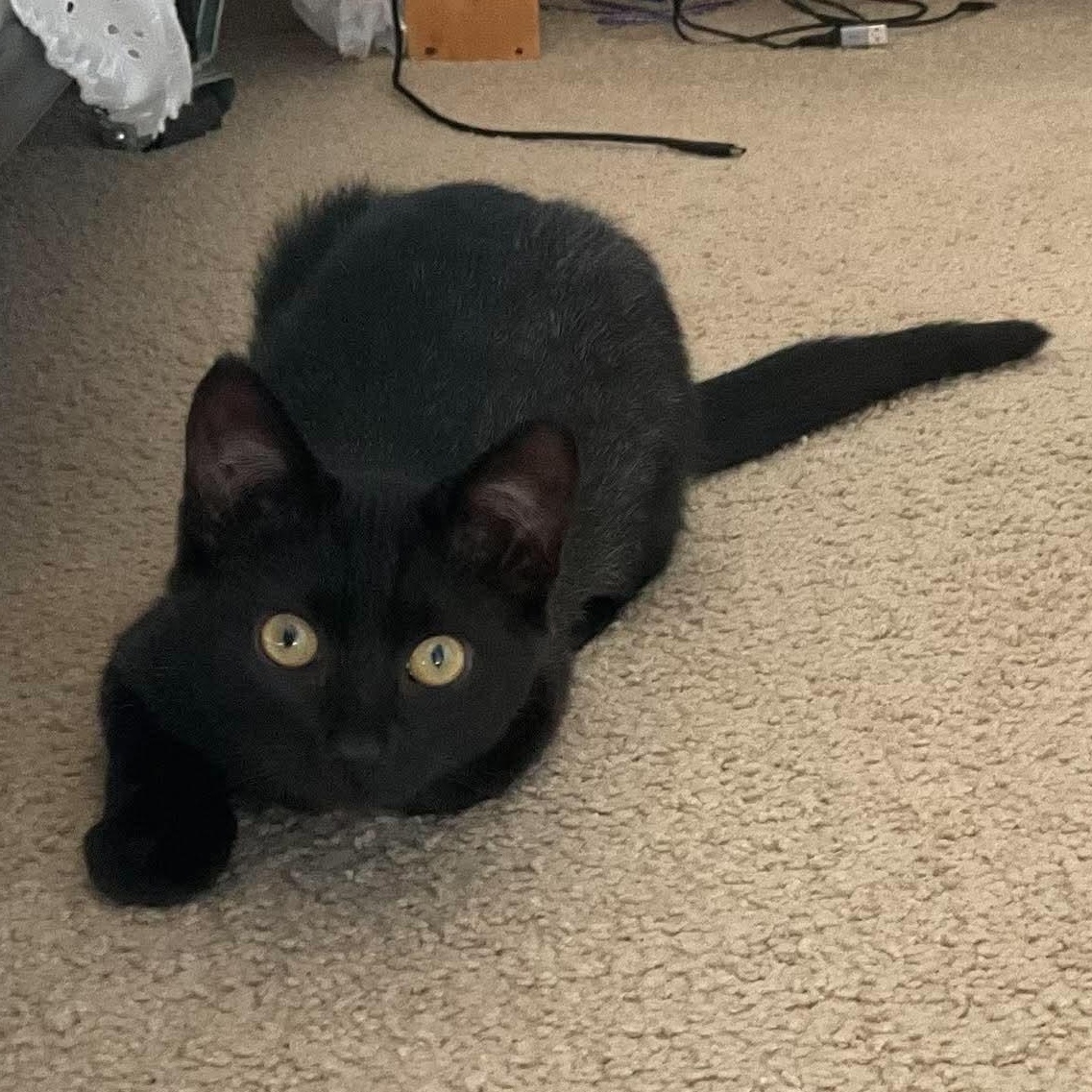 Enlarge EVERLY, a Adoptable Domestic Short Hair in Campbell River, BC image 6/6